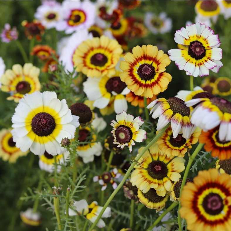 Chrysanthemum Daisy with dense colorful blooms